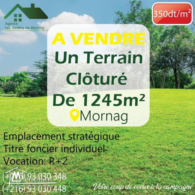Un Terrain Clôturé de 1245m² à Mornag