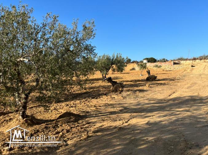 Terrain a vendre a menchar hammamet
