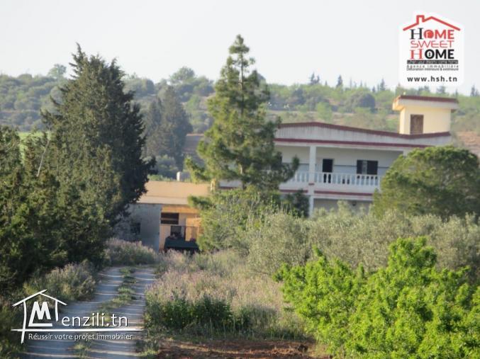 Ferma EL Hanafia à Vendre à Zaghouen