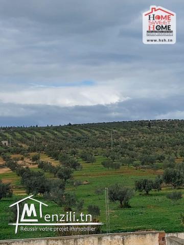 Ferma EL Hanafia à Vendre à Zaghouen