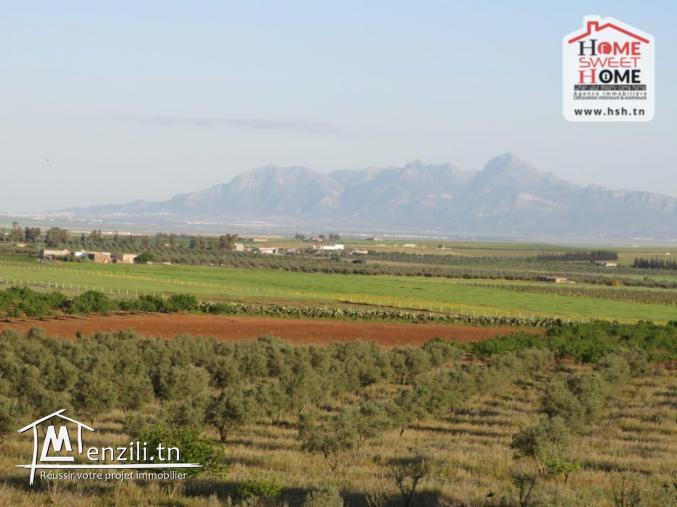 Ferma EL Hanafia à Vendre à Zaghouen