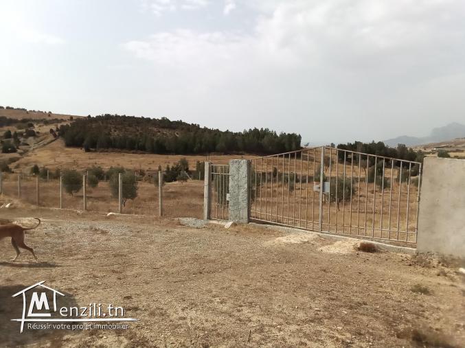 5 hectares avec titre bleu individuel