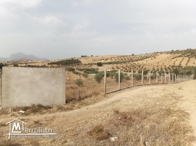 5 hectares avec titre bleu individuel