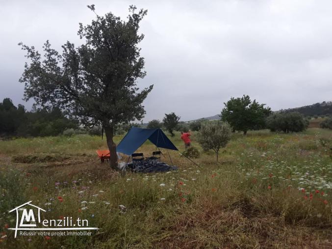 5 hectares avec titre bleu individuel
