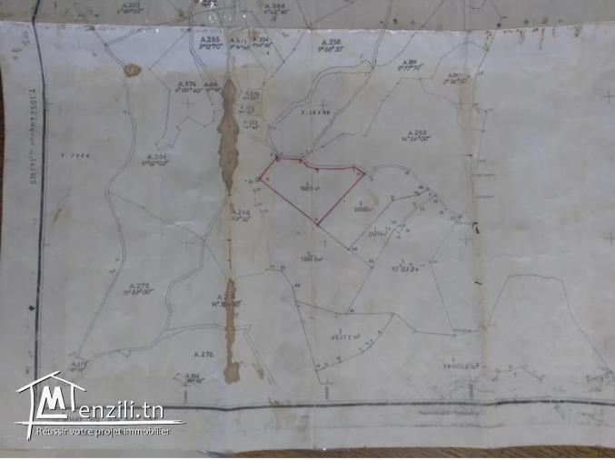 5 hectares avec titre bleu individuel