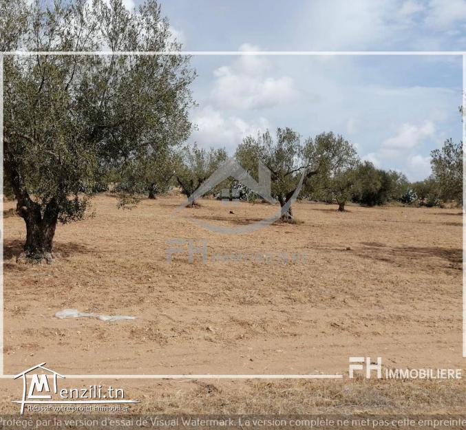 قطعة ارض 1400 م  للبيع في المنشار