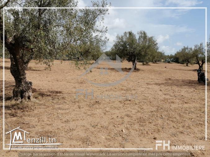 قطعة ارض 1400 م للبيع في المنشار