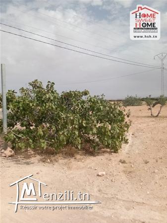 Terrain agricole Guerin A vendre a sidi aich