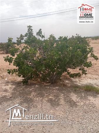 Terrain agricole Guerin A vendre a sidi aich