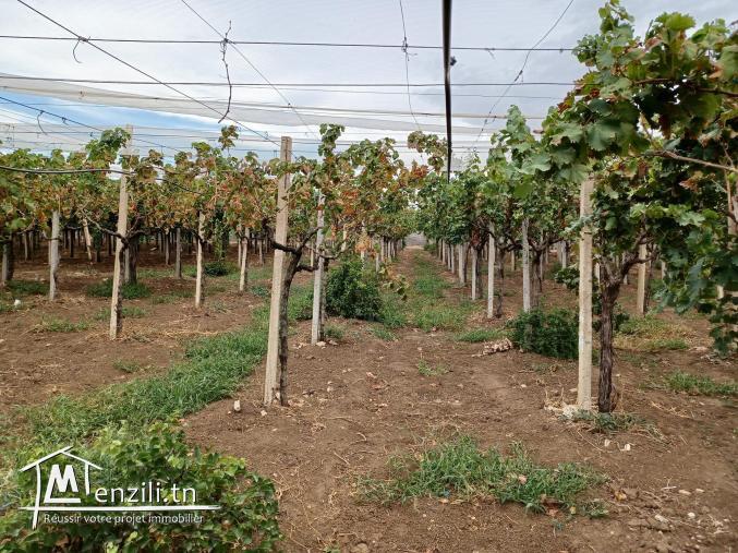 2.7 Hectar a zaghouane