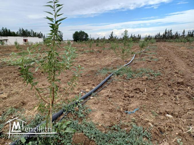 2.7 Hectar a zaghouane