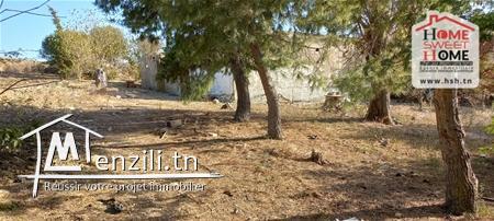 Terrain joummaira à vendre a joumine Mateur