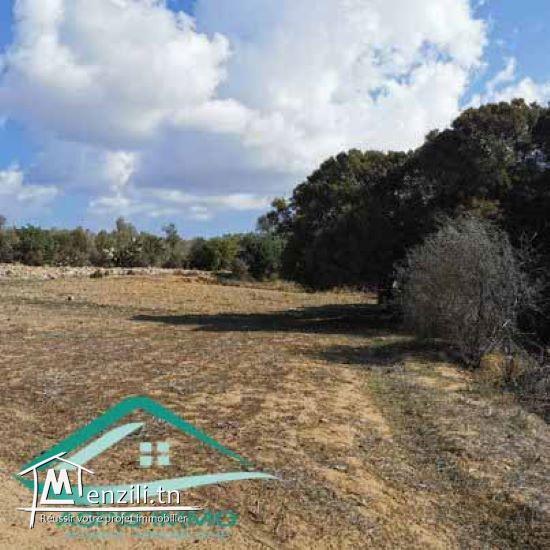 VT758Terrain agricole 7226 m² à Kelibia