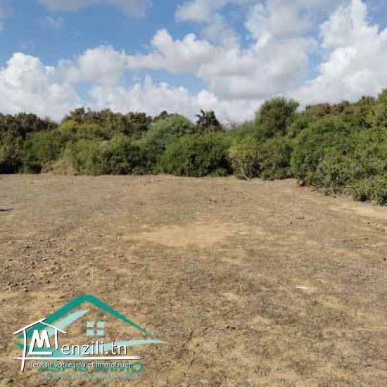 VT758Terrain agricole 7226 m² à Kelibia
