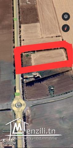 Terrain a vendre a boulifa sur la route c71 kef dahmani