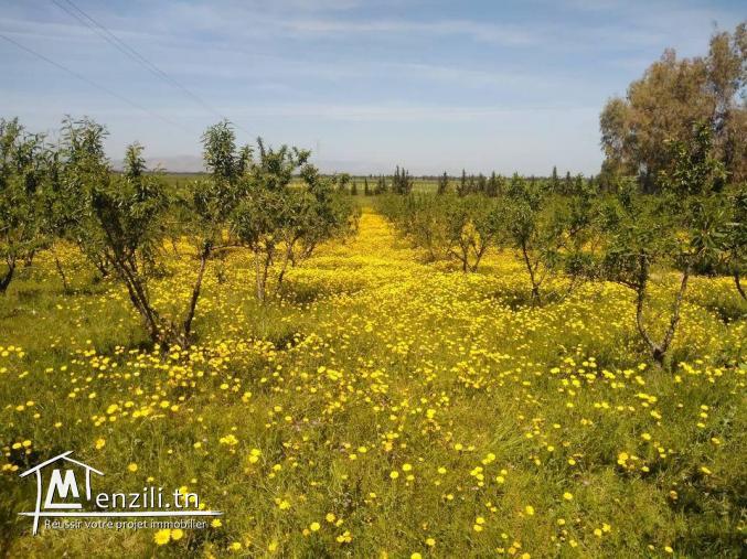 فيرما للبيع