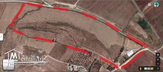 فيرما للبيع