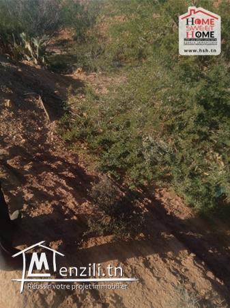 Terrain Agricole Aich à Vendre à Sidi Aich
