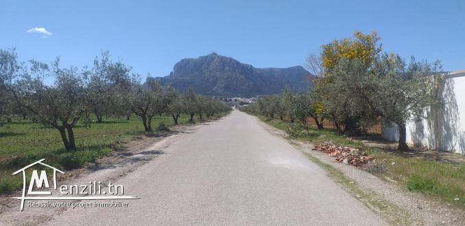 lot de terrain à zaghouan de 1000 m²