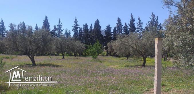 lot de terrain à zaghouan de 1000 m²