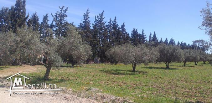 lot de terrain à zaghouan de 1000 m²
