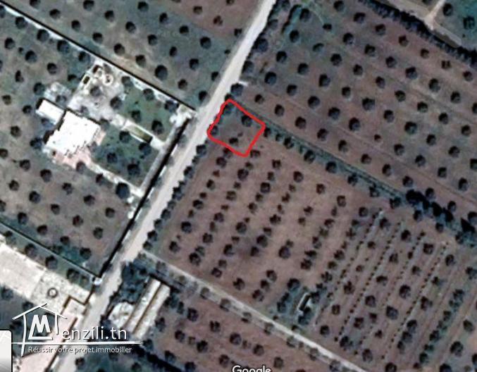 lot de terrain à zaghouan de 1000 m²