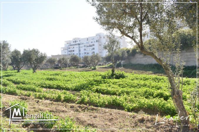 À vendre un terrain situé à GHAZELA