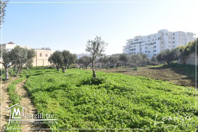 À vendre un terrain situé à GHAZELA