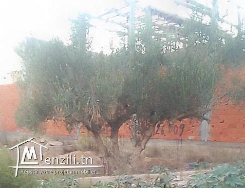 terrain 112 m à kalaa kebira