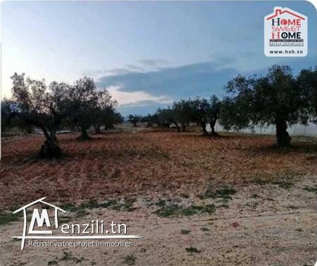 Terrain Sergio à Vendre à Chat Mariem Sousse