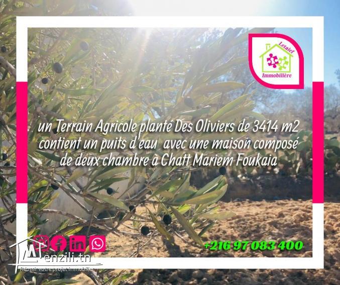 Terrain Agricole a Foukaia Chott meriem Sousse