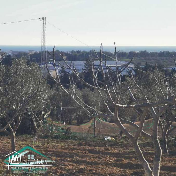 VT773Terrain agricole 5337 m² à Kelibia