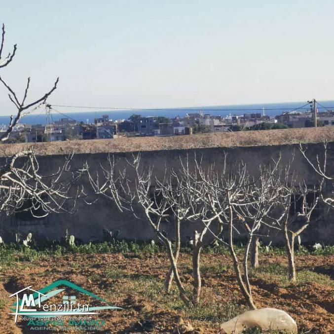 VT773Terrain agricole  5337 m² à Kelibia