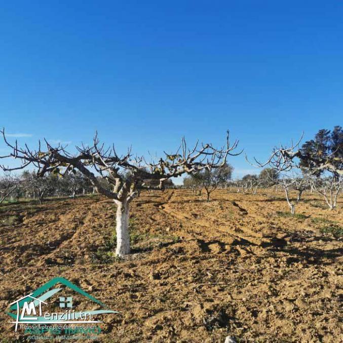 VT773Terrain agricole 5337 m² à Kelibia