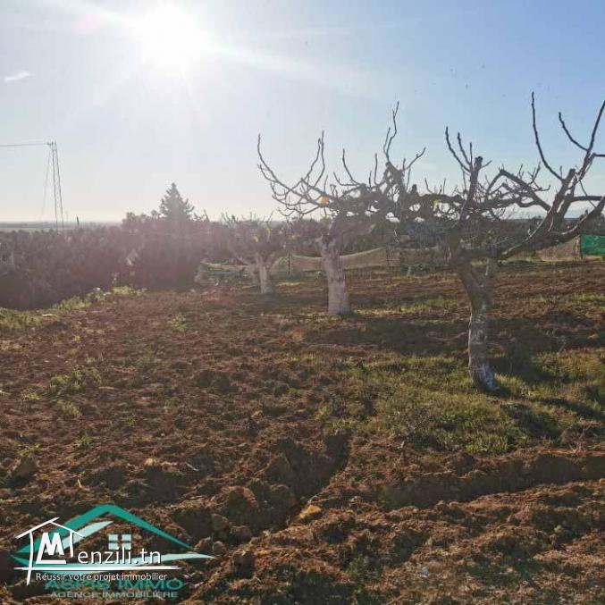 VT773Terrain agricole 5337 m² à Kelibia
