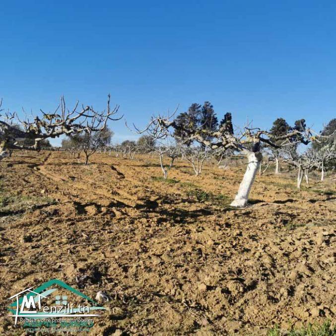 VT773Terrain agricole 5337 m² à Kelibia