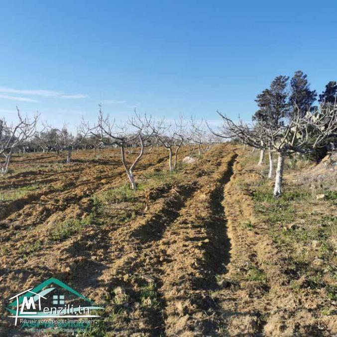 VT773Terrain agricole 5337 m² à Kelibia