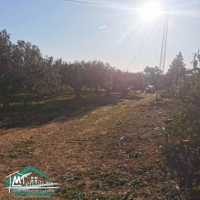 VT773Terrain agricole 5337 m² à Kelibia