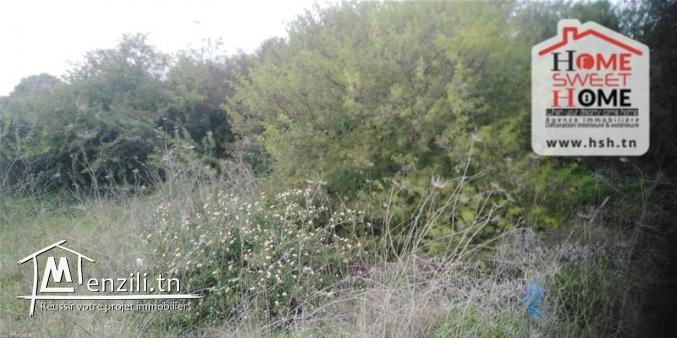 Terrain Villa Velvet à Gammarth foret