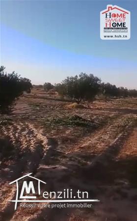 Terrain Agricole à Vendre à Kasserine