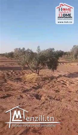 Terrain Agricole à Vendre à Kasserine