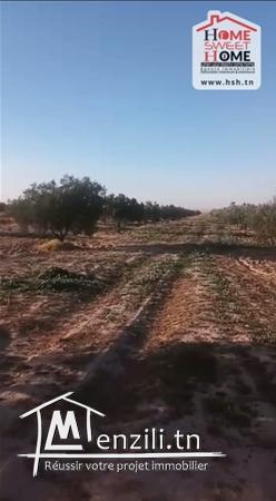 Terrain Agricole à Vendre à Kasserine