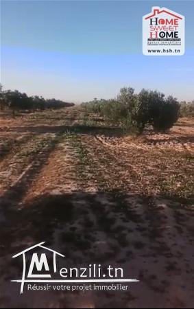 Terrain Agricole à Vendre à Kasserine