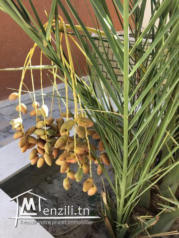 Tozeur/ zone touristique