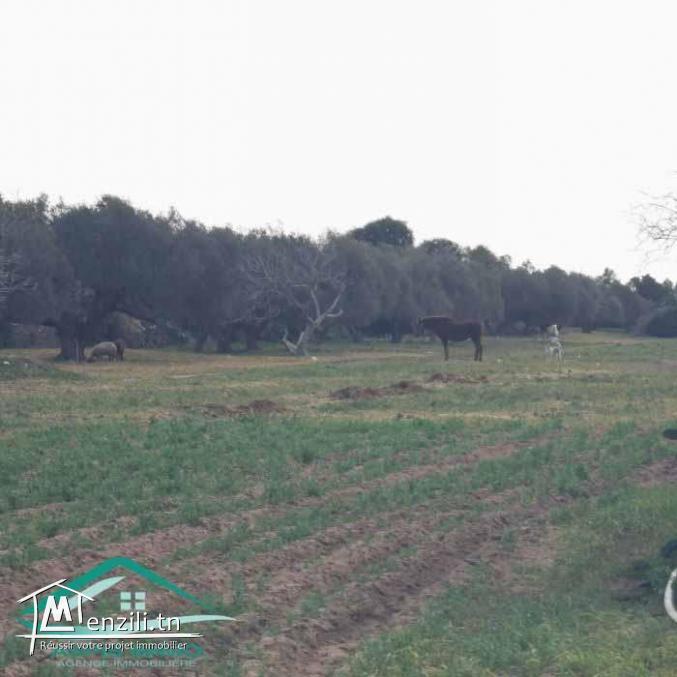 VT778Terrain agricole 5396 m² à hammam ghzez
