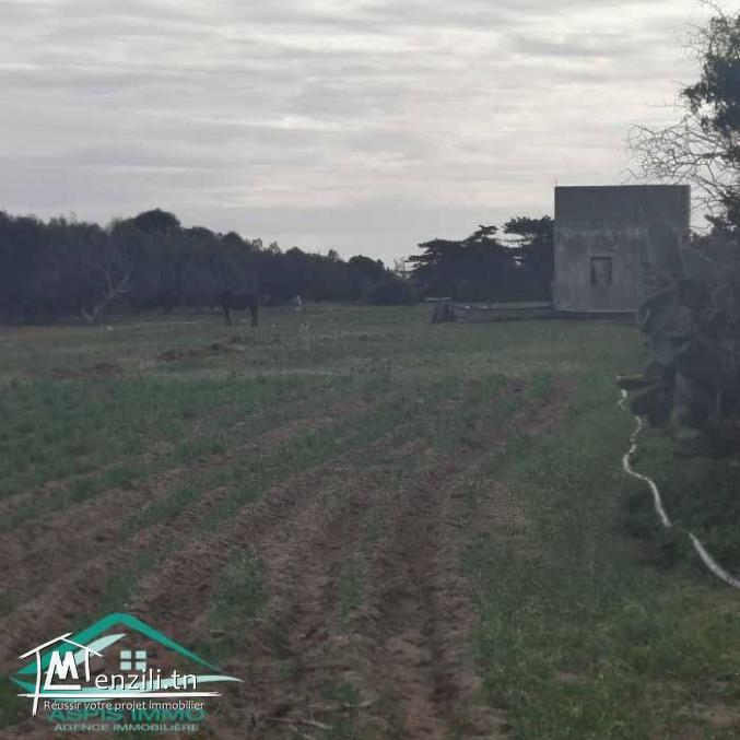 VT778Terrain agricole 5396 m² à hammam ghzez
