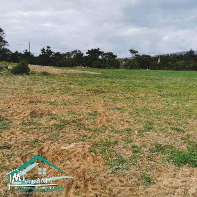 VT782Des terrains à Dar Allouche