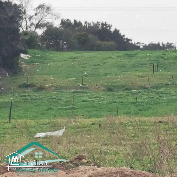 VT782Des terrains à Dar Allouche