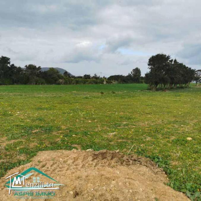 VT782Des terrains à Dar Allouche