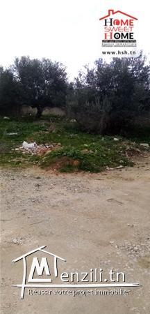 Terrain Petra A Vendre A Borj Touil